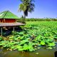 visite-guidée-ferme-lotus-bangkok-en-français