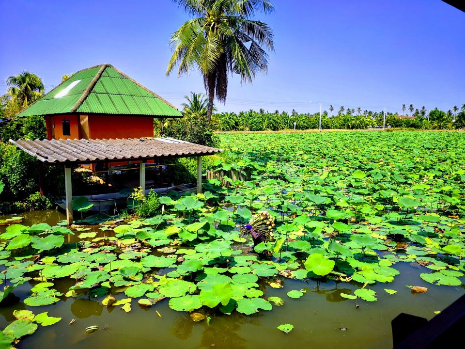 visite-guidée-ferme-lotus-bangkok-en-français