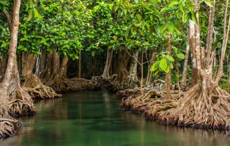 visite-guidée-mangrove-en-français