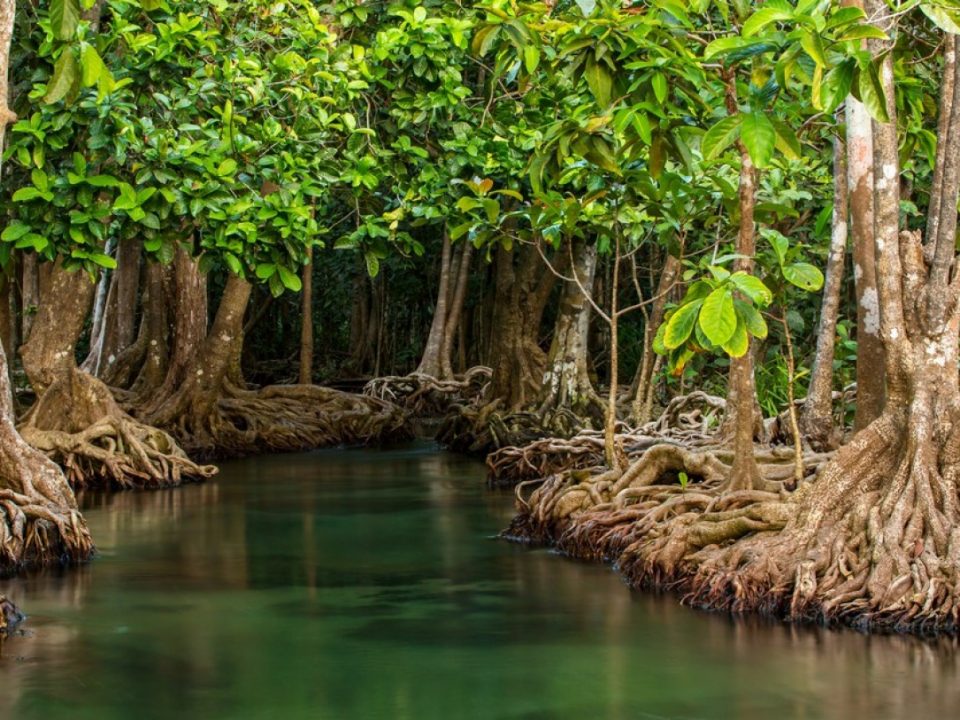 visite-guidée-mangrove-en-français